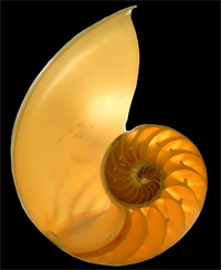 A Nautilus Shell